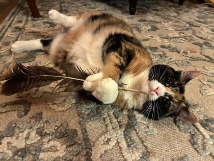Zelda, Adoptable, Young Female Domestic Short Hair & Domestic Short Hair.