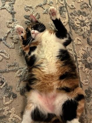 Enlarge Zelda, a Adoptable mixed breed in Wilkesboro, NC image 2/3