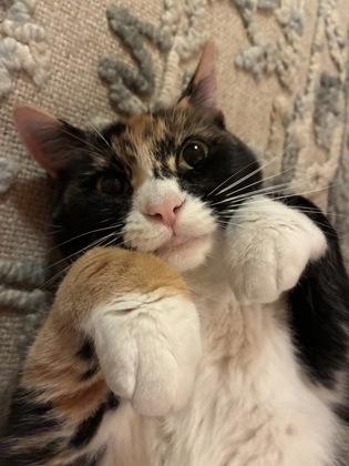 Enlarge Zelda, a Adoptable mixed breed in Wilkesboro, NC image 3/3