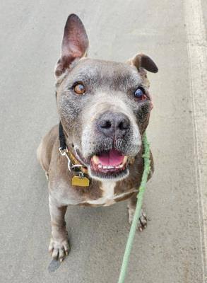 Jasper, a Adoptable mixed breed in Santa Paula, CA image 6/6