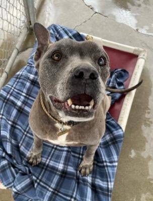 Jasper, a Adoptable mixed breed in Santa Paula, CA image 5/6