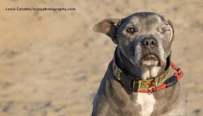 Jasper, a Adoptable mixed breed in Santa Paula, CA image 2/6