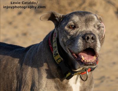 Jasper, Adoptable, Senior Male Pit Bull Terrier & Mixed Breed.