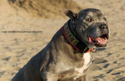 Jasper, a Adoptable mixed breed in Santa Paula, CA image 3/6