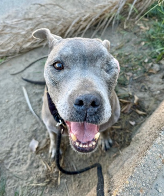 Jasper, Adoptable, Senior Male Pit Bull Terrier & Mixed Breed.