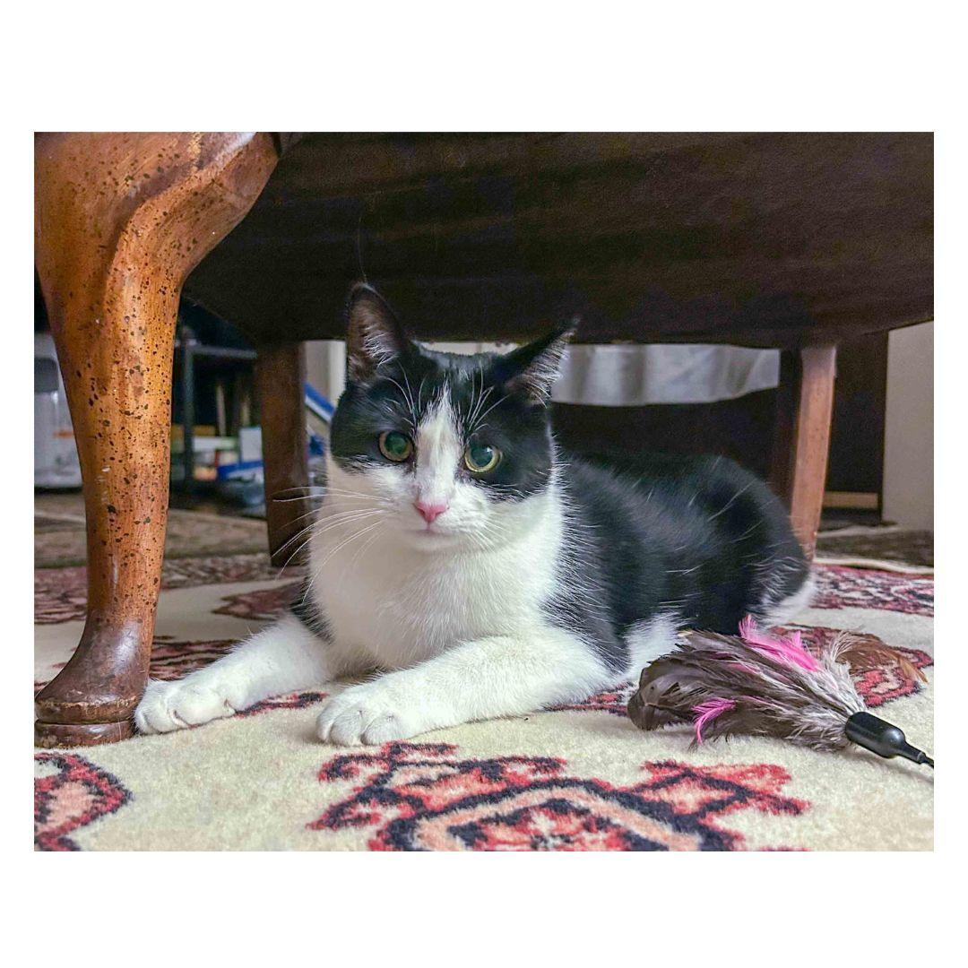 Enlarge Mia, a Adoptable Domestic Short Hair in Stamford, CT image 2/4