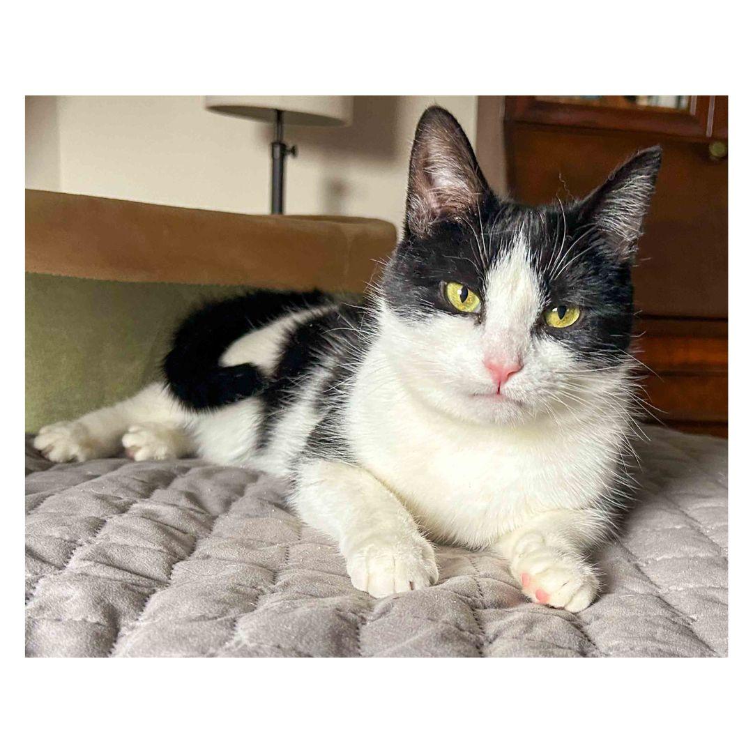 Enlarge Mia, a Adoptable Domestic Short Hair in Stamford, CT image 4/4