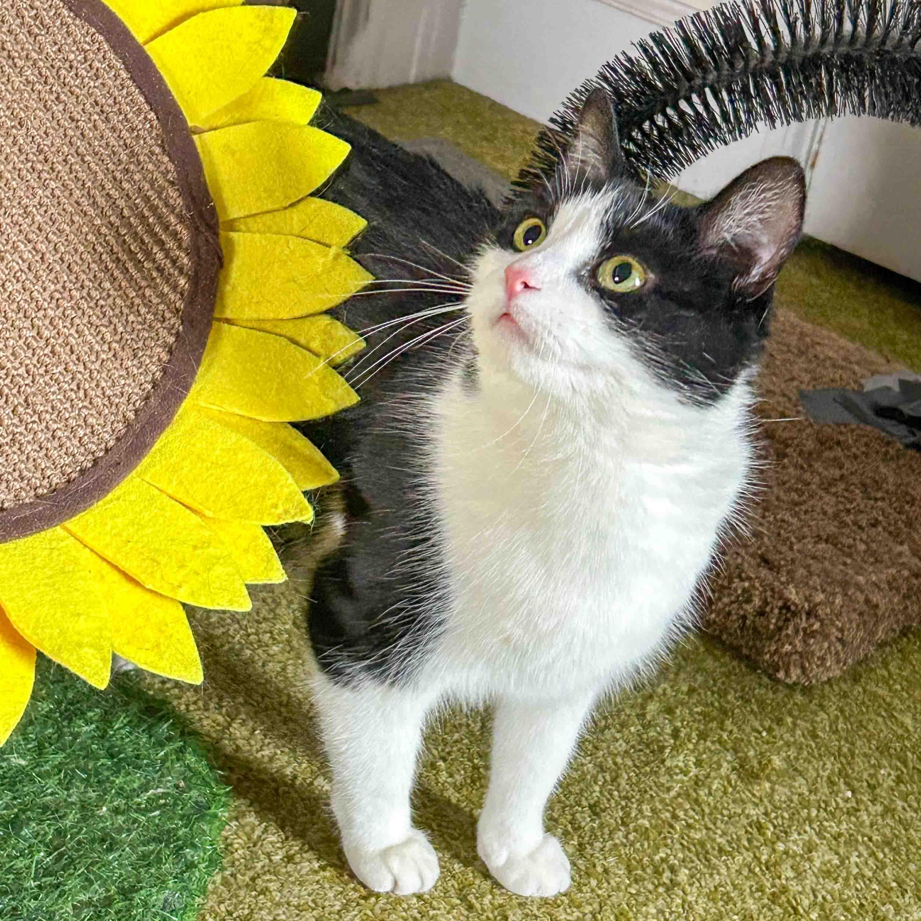 Mia, Adoptable, Young Female Domestic Short Hair.