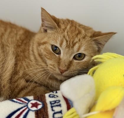 Pallet Town, Adoptable, Kitten Female Domestic Short Hair & Domestic Short Hair.