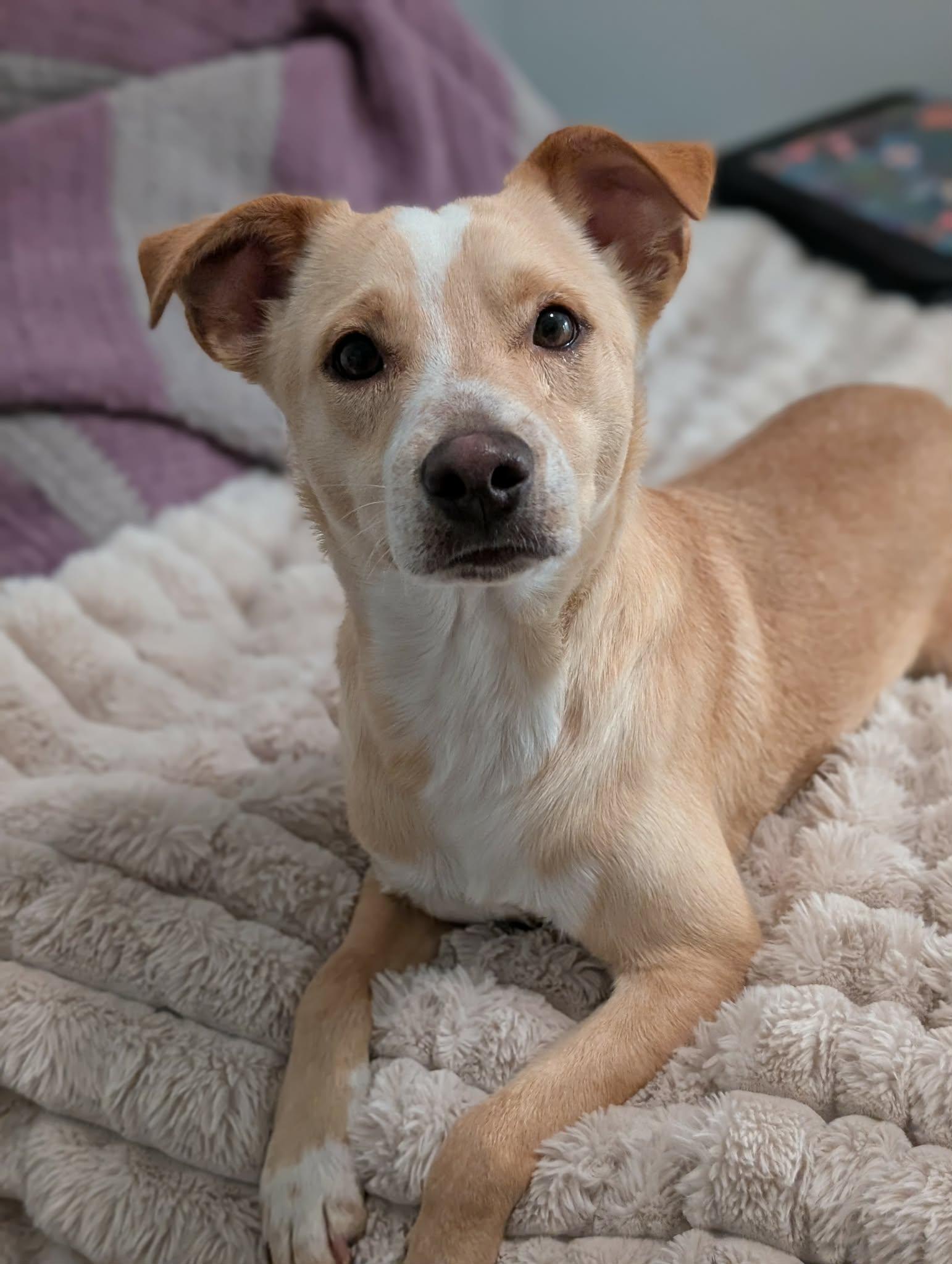 Enlarge Scout, a ADOPTABLE Cattle Dog in Boise, ID image 1/6