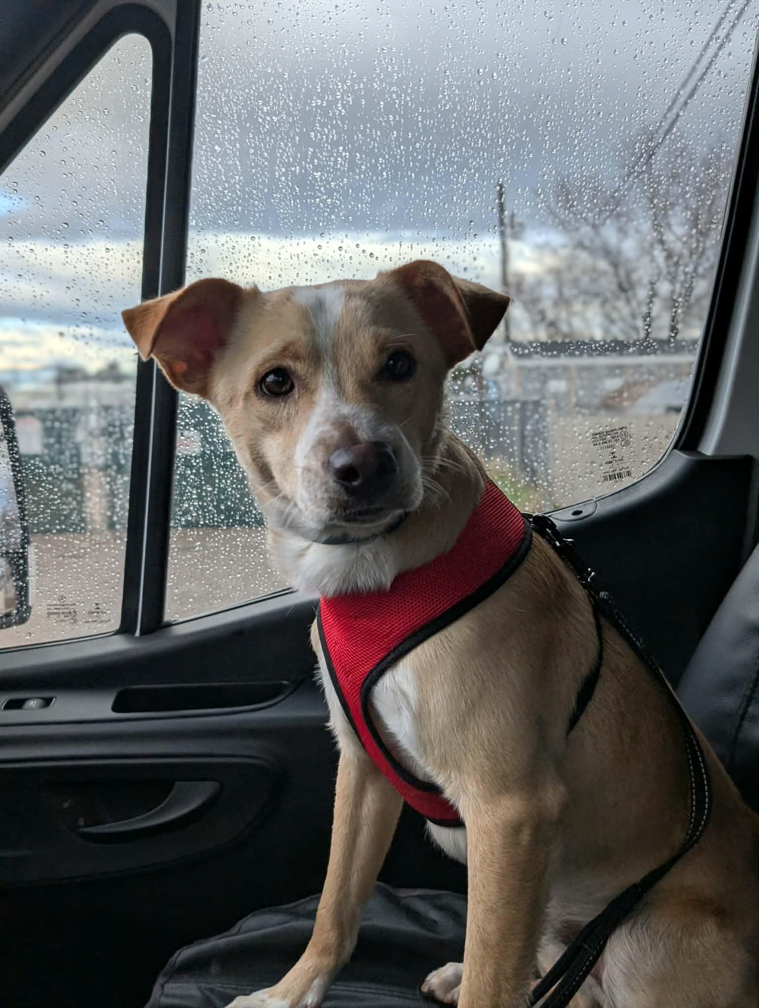 Enlarge Scout, a ADOPTABLE Cattle Dog in Boise, ID image 4/6