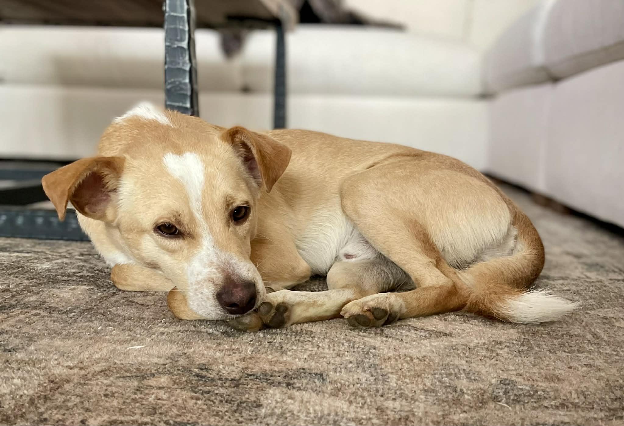 Enlarge Scout, a ADOPTABLE Cattle Dog in Boise, ID image 6/6