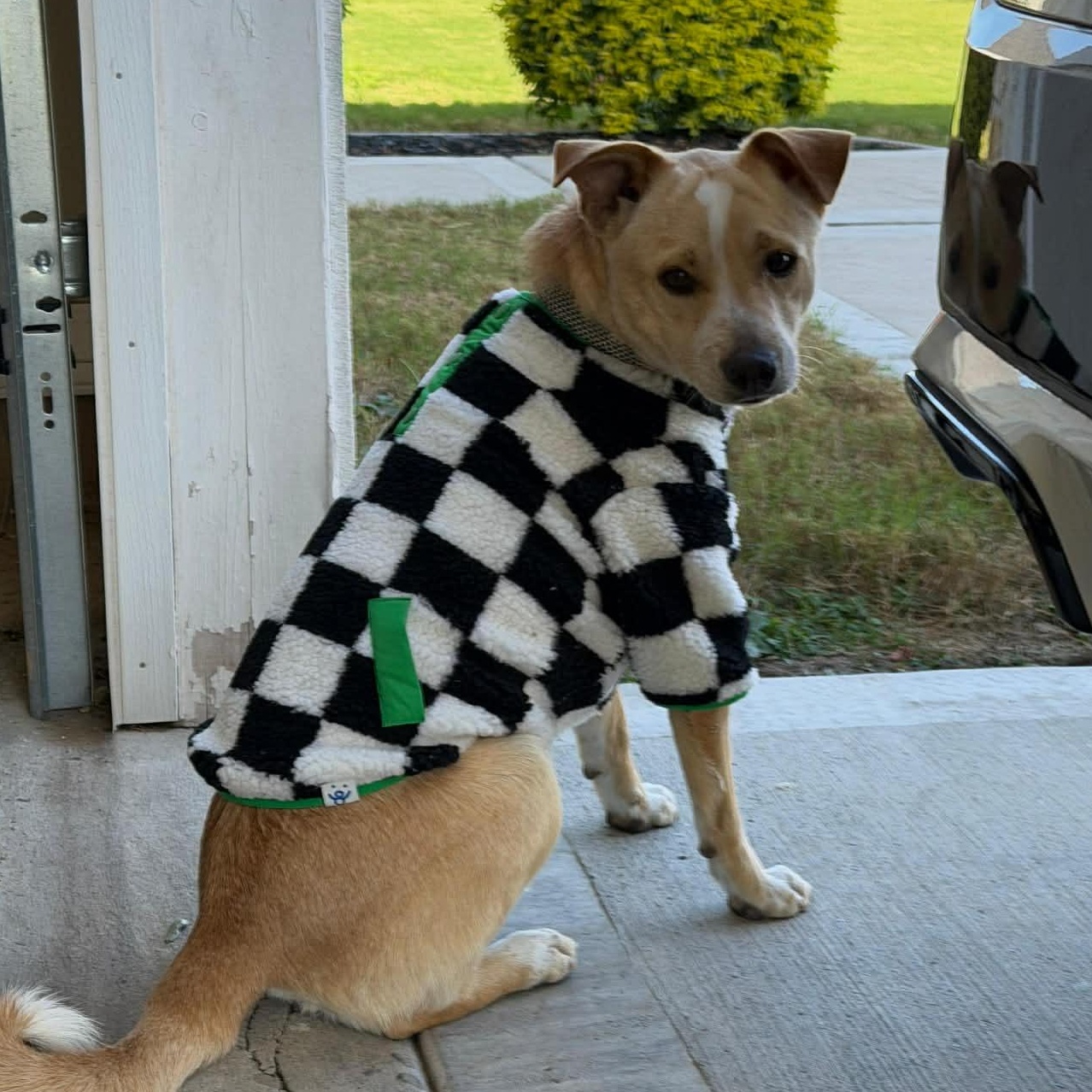 Enlarge Scout, a ADOPTABLE Cattle Dog in Boise, ID image 3/6