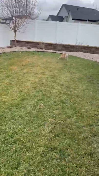 Enlarge Scout, a ADOPTABLE Cattle Dog in Boise, ID video 5/6