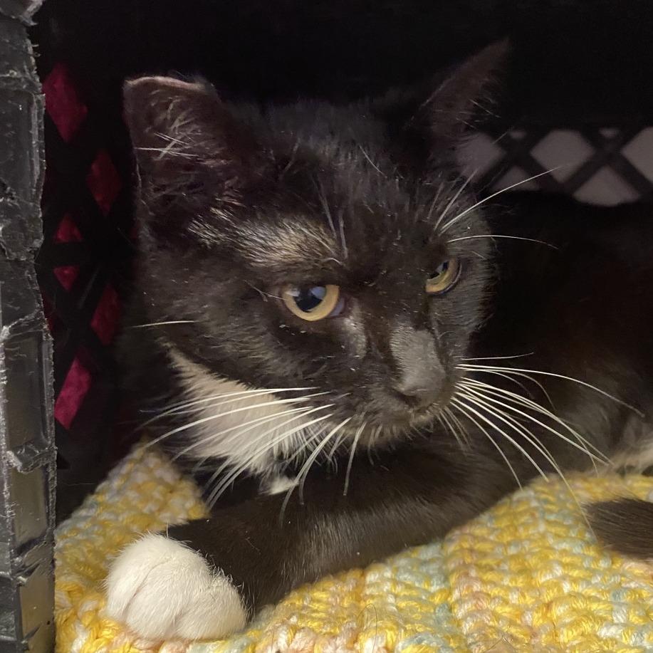 Poly, Adoptable, Young Female Domestic Short Hair.