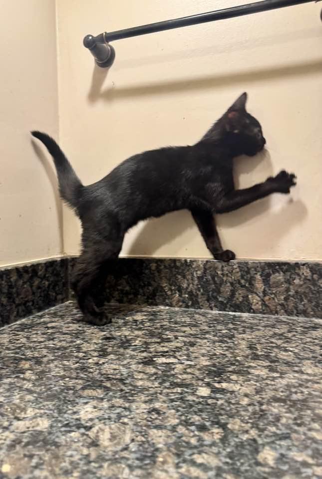 Jett, Adopted, Young Male Bombay & Domestic Short Hair.