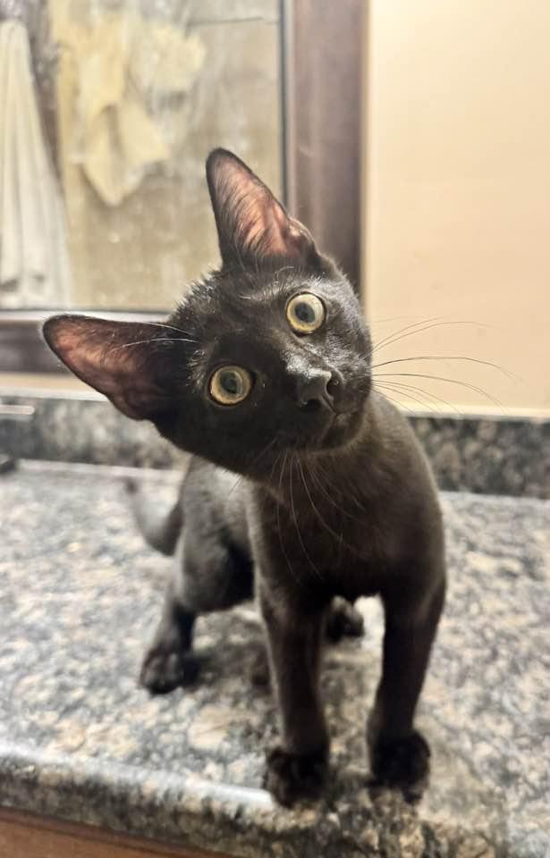 Enlarge Jett, a Adopted mixed breed in Columbia, SC image 2/4