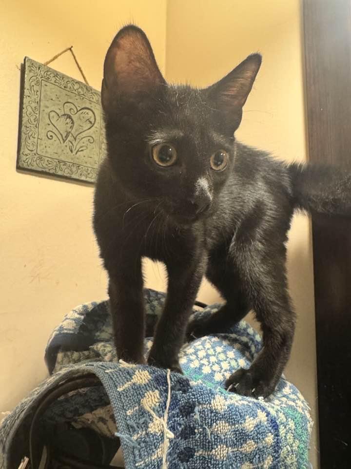 Enlarge Jett, a Adopted mixed breed in Columbia, SC image 3/4