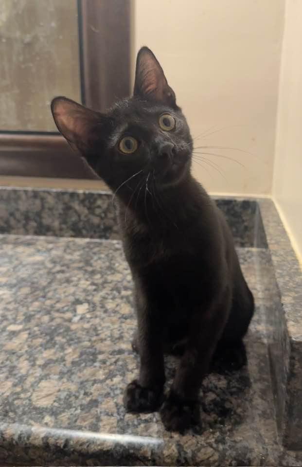 Enlarge Jett, a Adopted mixed breed in Columbia, SC image 4/4