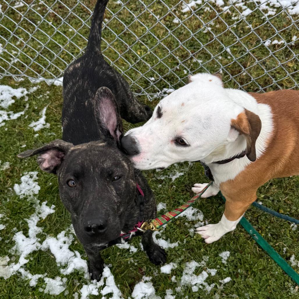 Ayana, Adoptable, Adult Female Mixed Breed.