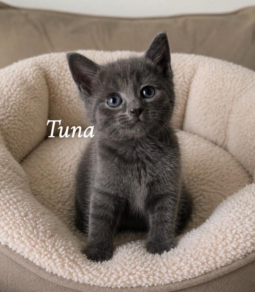Tuna, Adoptable, Kitten Male Domestic Short Hair.