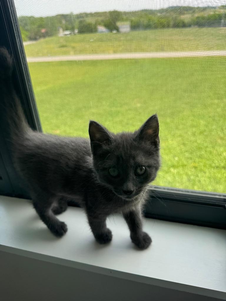 Enlarge Tuna, a Adoptable mixed breed in Johnson City, TN image 2/5