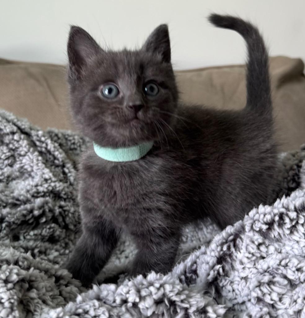 Enlarge Tuna, a Adoptable mixed breed in Johnson City, TN image 3/5