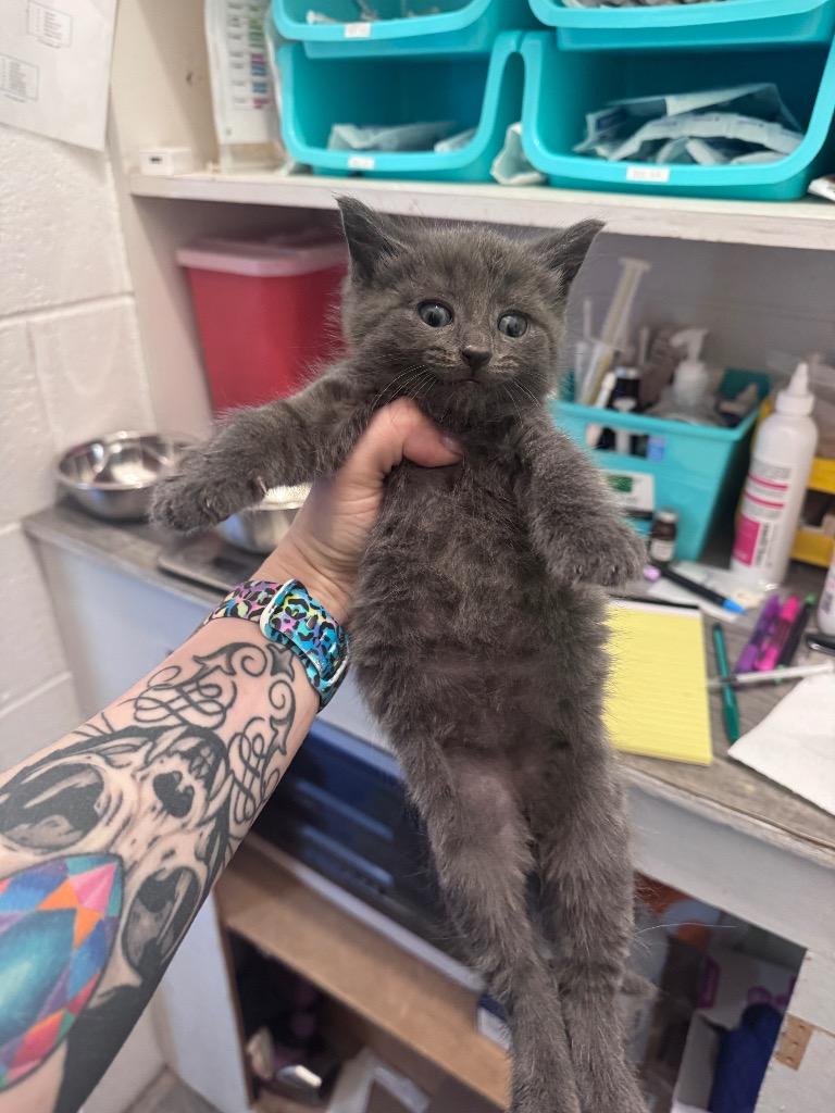 Enlarge Tuna, a Adoptable mixed breed in Johnson City, TN image 4/5