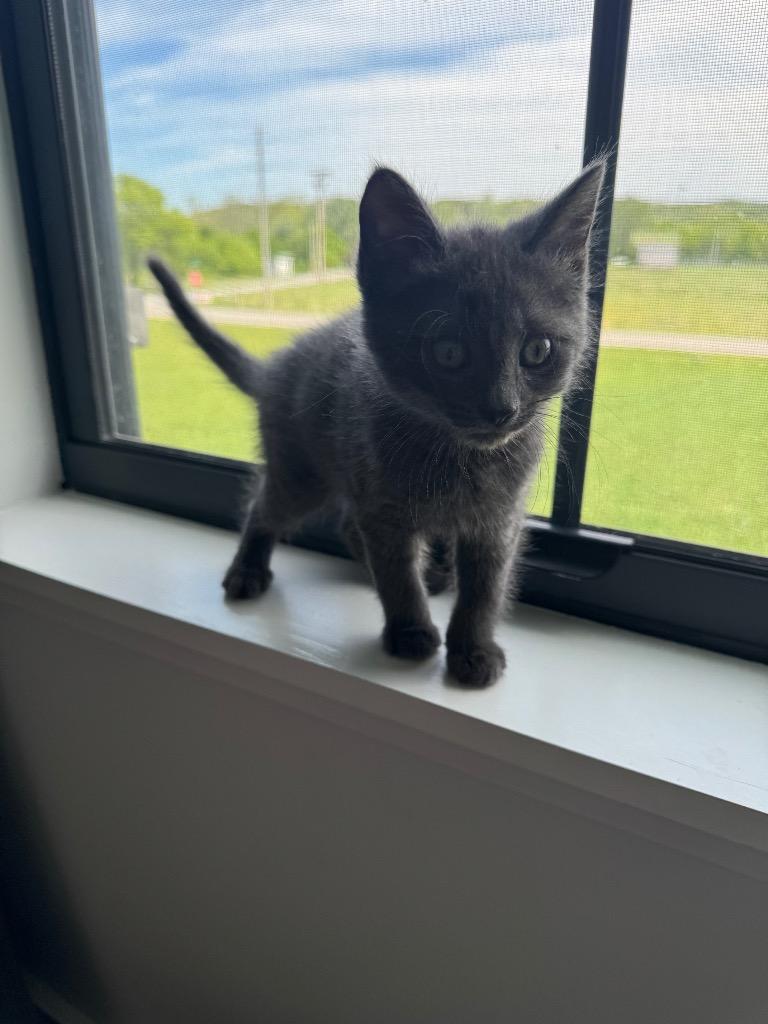Enlarge Tuna, a Adoptable mixed breed in Johnson City, TN image 5/5