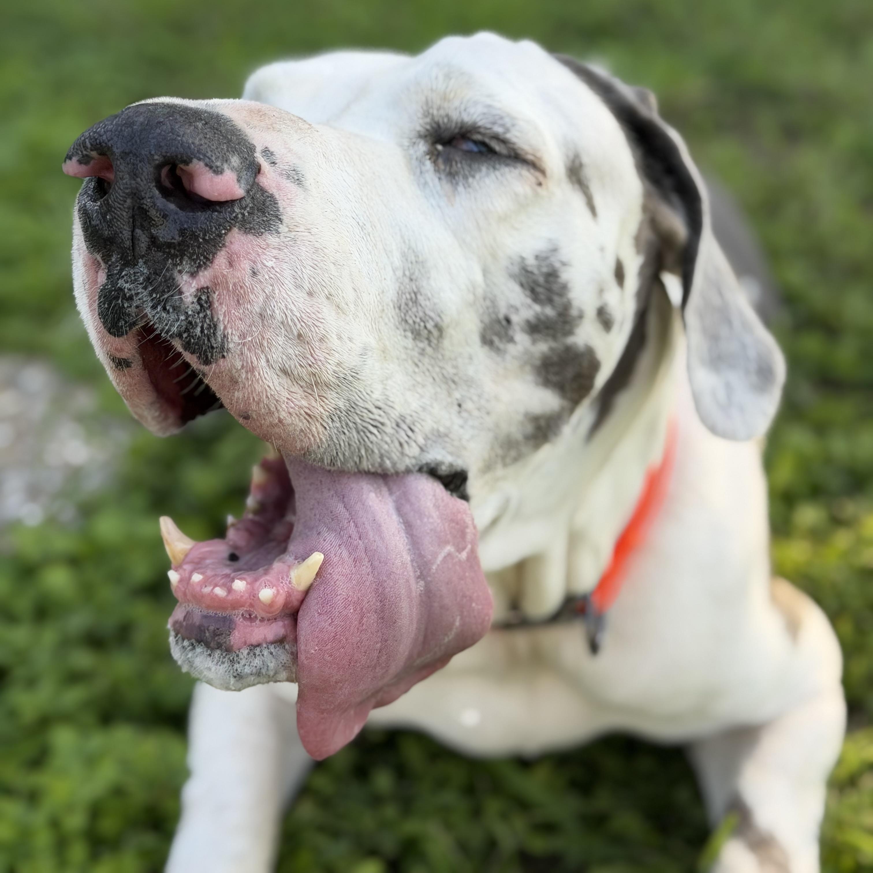 Lea, Adoptable, Adult Female Great Dane.