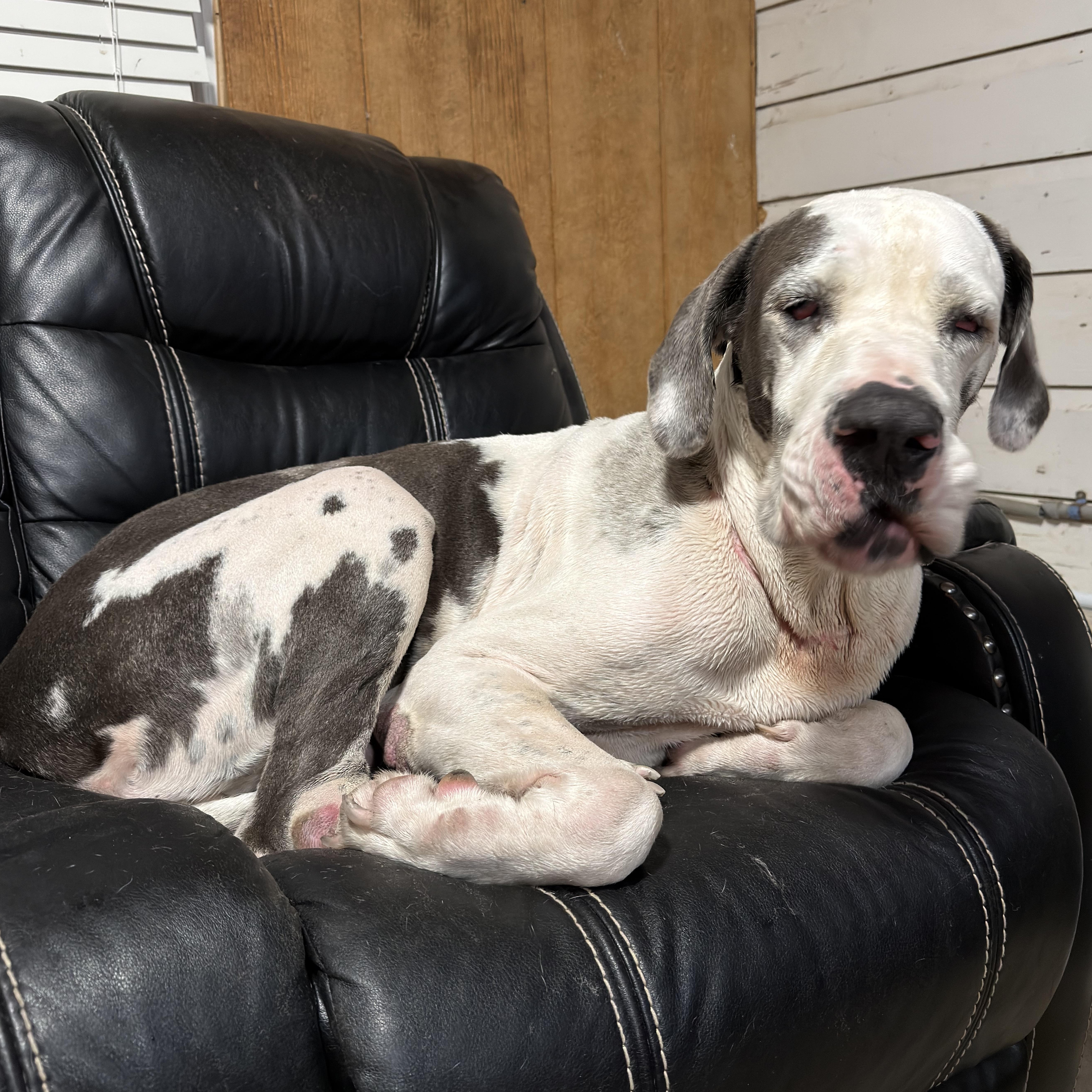 Lea, a Adoptable Great Dane in Austin, TX image 5/6