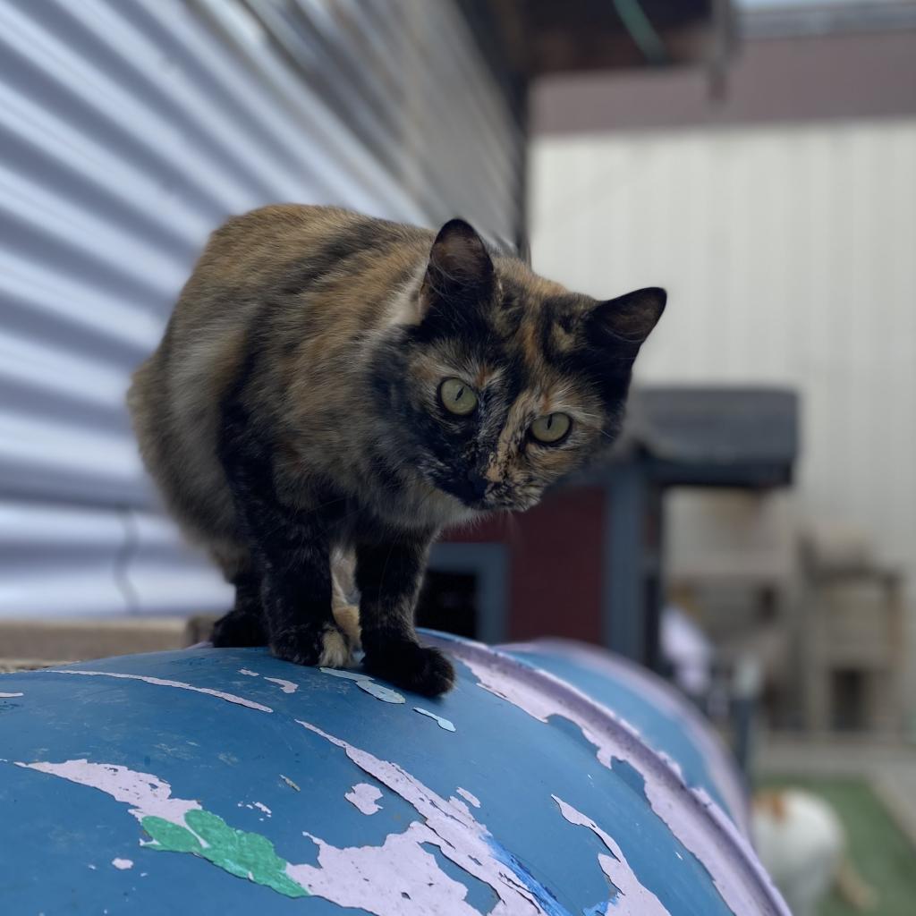 Half Pint, Adoptable, Adult Female Domestic Medium Hair.