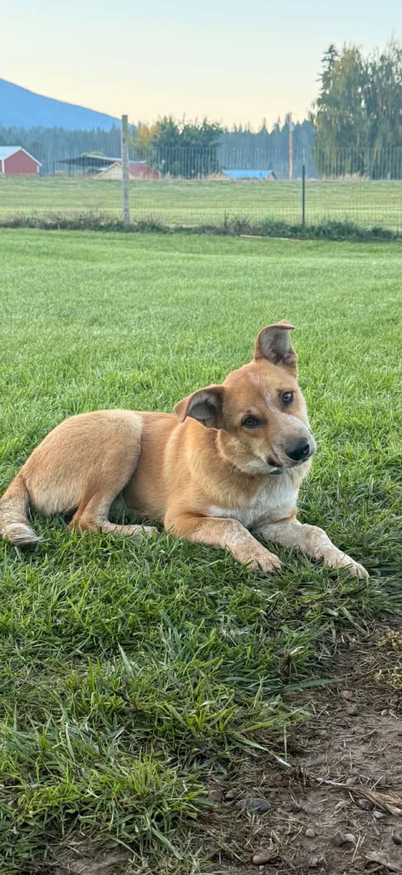 Buz, Adoptable, Young Male Cattle Dog.