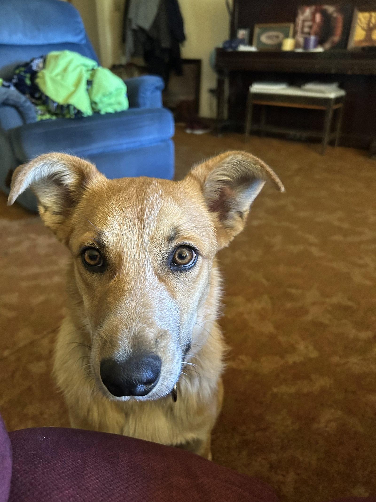 Enlarge Buz, a Adoptable Cattle Dog in Polson, MT image 2/3