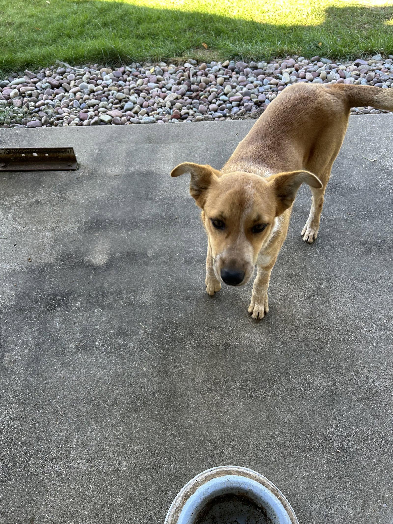 Enlarge Buz, a Adoptable Cattle Dog in Polson, MT image 3/3