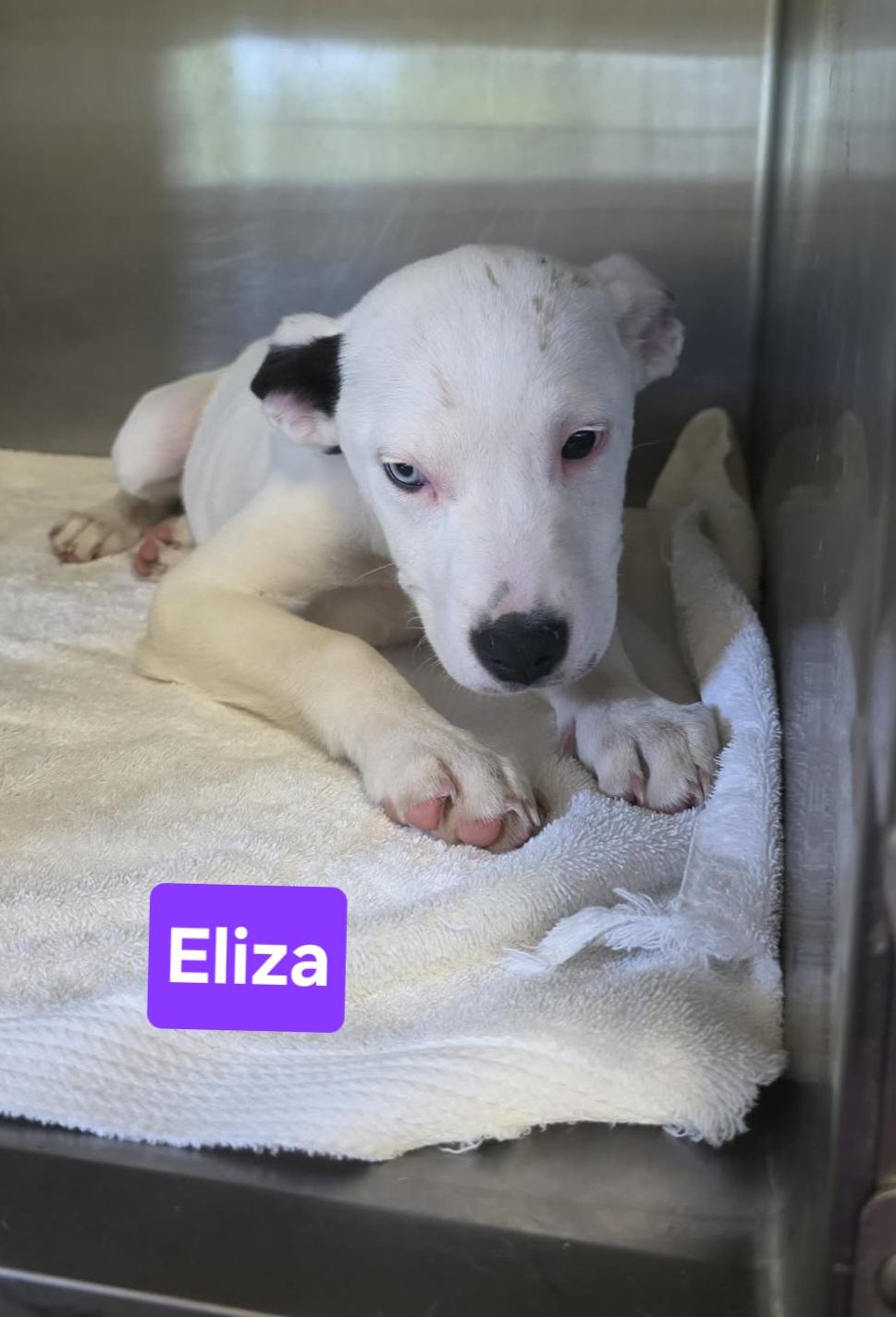 Eliza, adopted, Puppy Female Labrador Retriever.