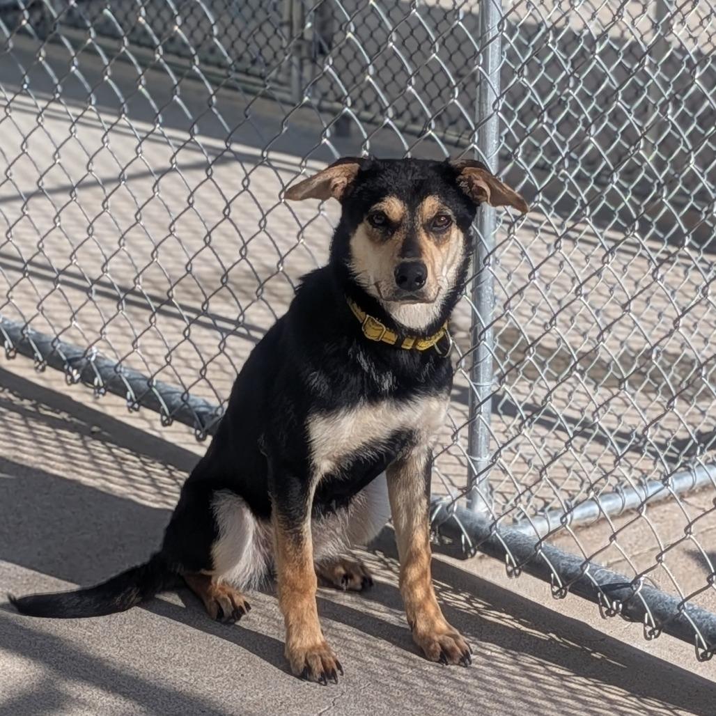 Sox, Adoptable, Young Female German Shepherd Dog & Mixed Breed.