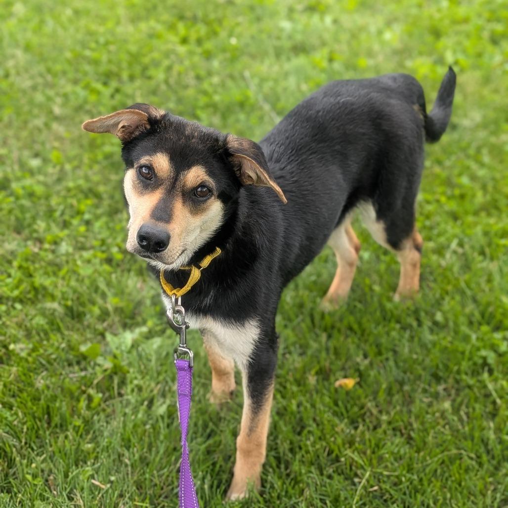 Sox, a Adoptable mixed breed in Prairie du Chien, WI image 1/3