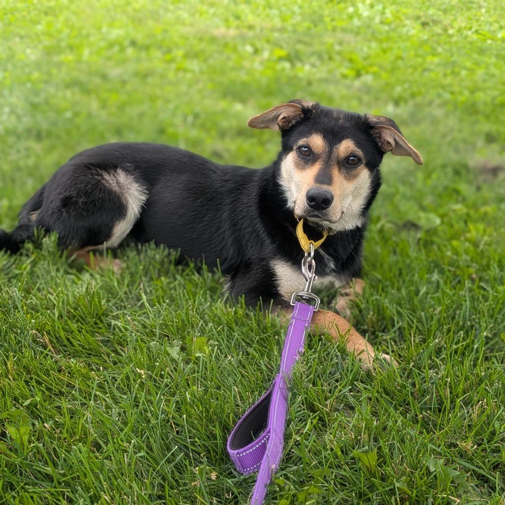 Sox, a Adoptable mixed breed in Prairie du Chien, WI image 2/3