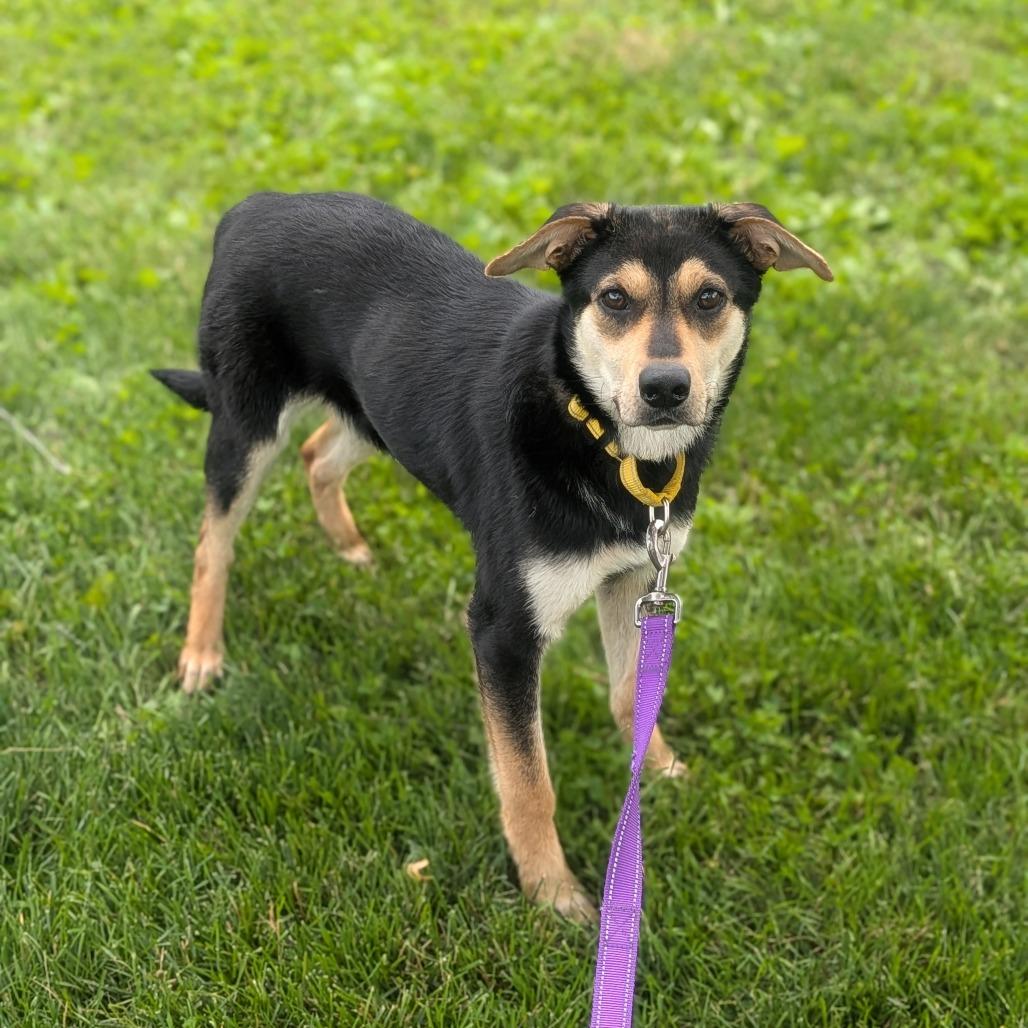 Sox, a Adoptable mixed breed in Prairie du Chien, WI image 3/3