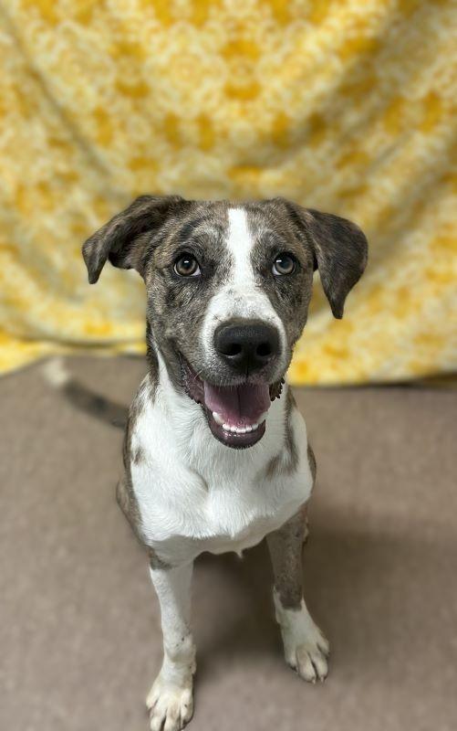 Darby, a Adoptable mixed breed in Genoa, IL image 1/2
