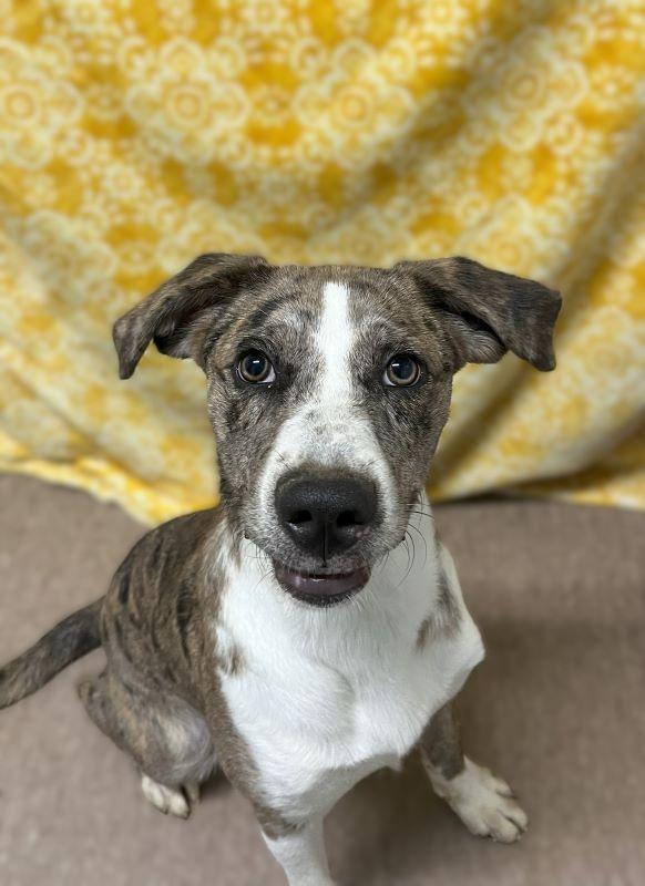 Darby, Adoptable, Young Female Catahoula Leopard Dog.