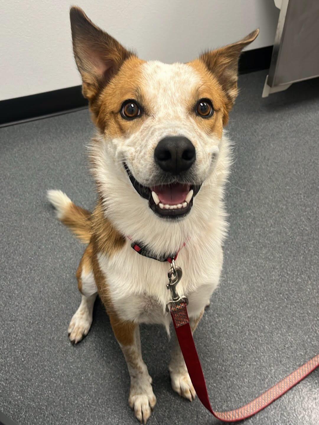 Ludo, a ADOPTABLE mixed breed in Las Vegas, NV image 3/3