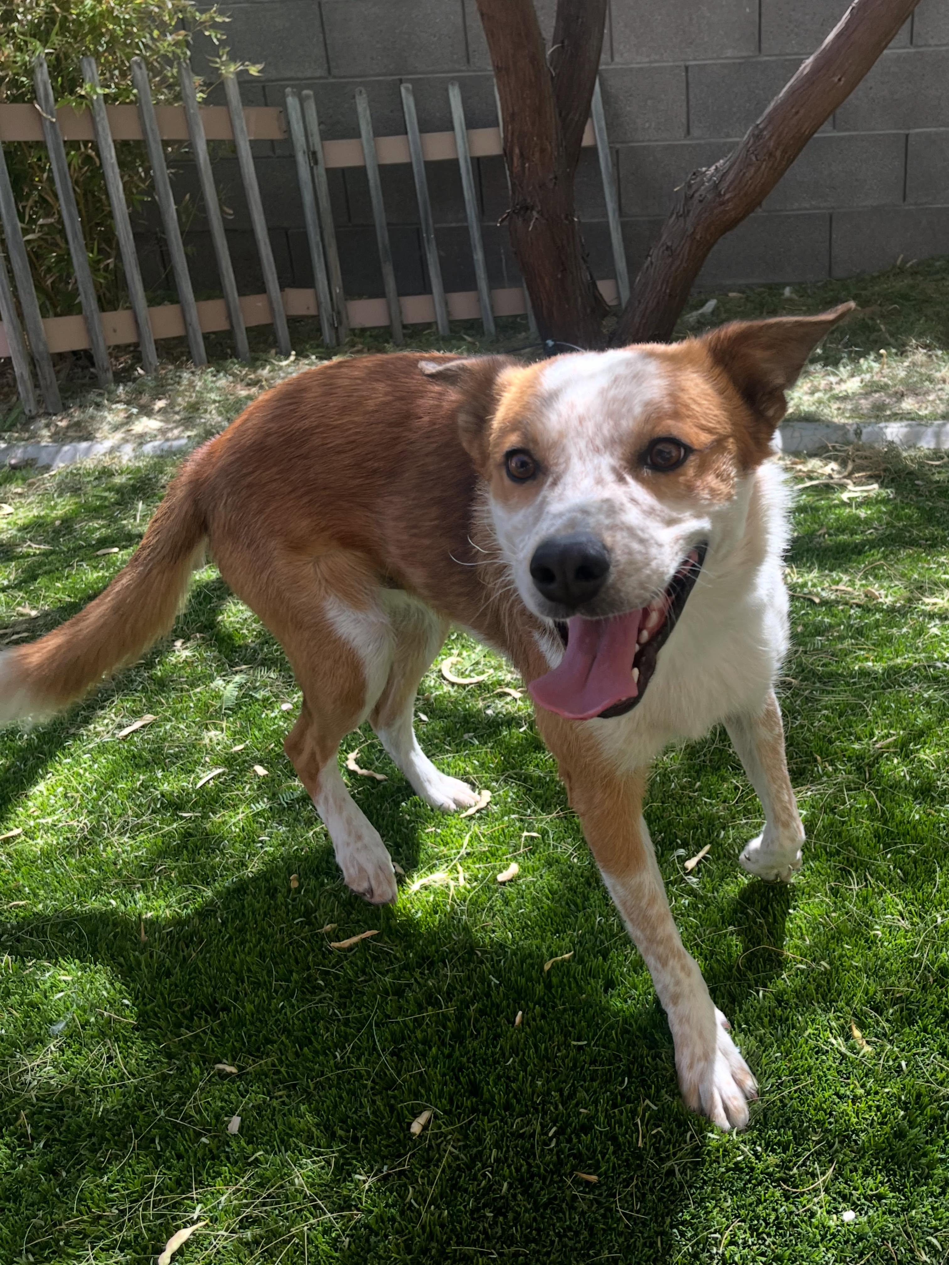Ludo, a ADOPTABLE mixed breed in Las Vegas, NV image 2/3