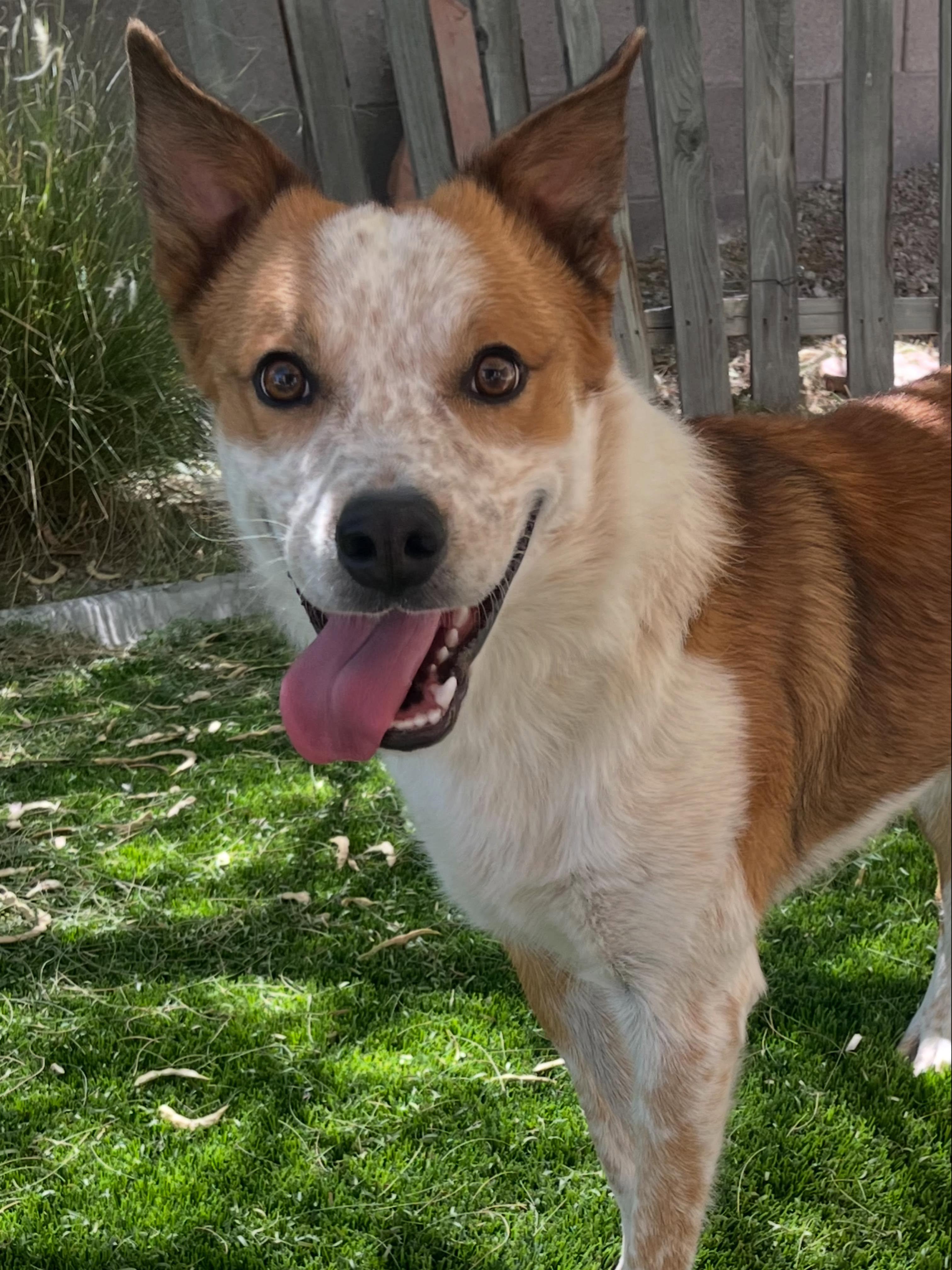Ludo, ADOPTABLE, Adult Male Cattle Dog & Border Collie.