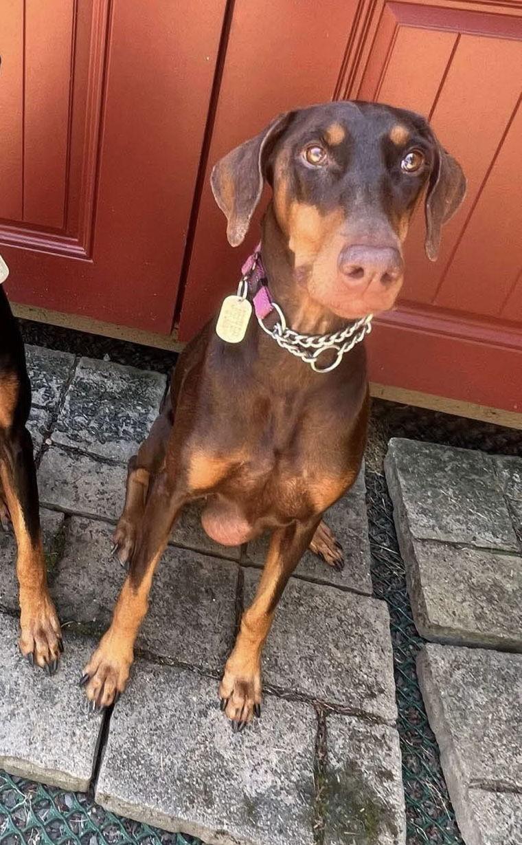 Enlarge Rose, a Adopted Doberman Pinscher in Bothell, WA image 1/3