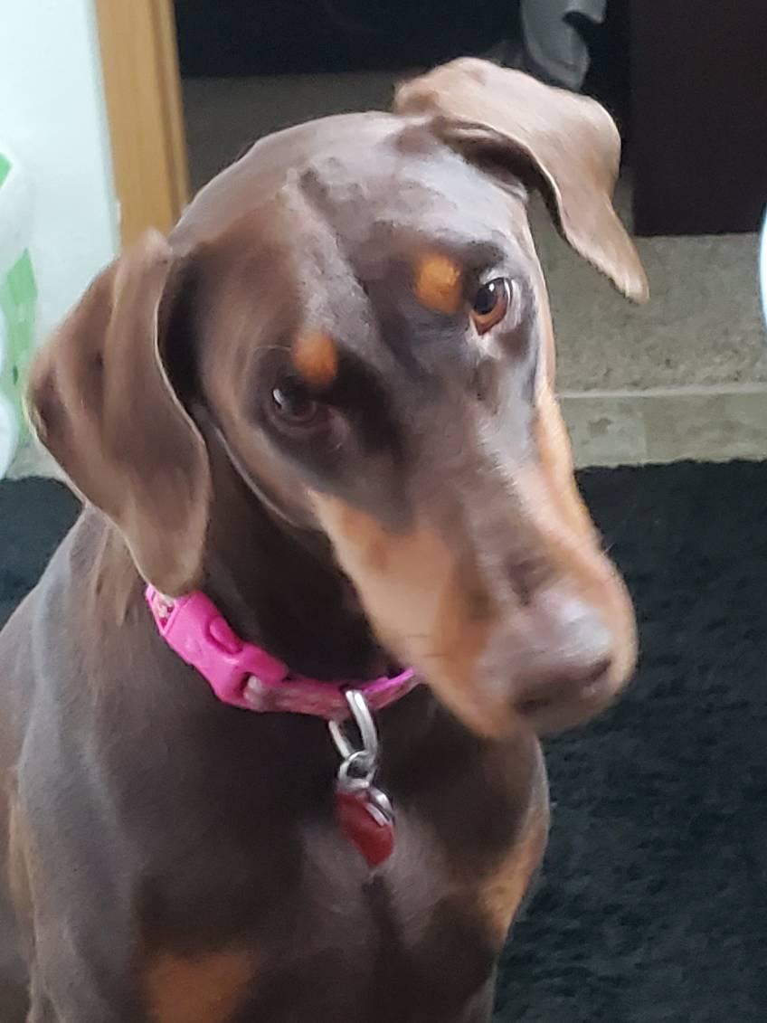 Enlarge Rose, a Adopted Doberman Pinscher in Bothell, WA image 2/3