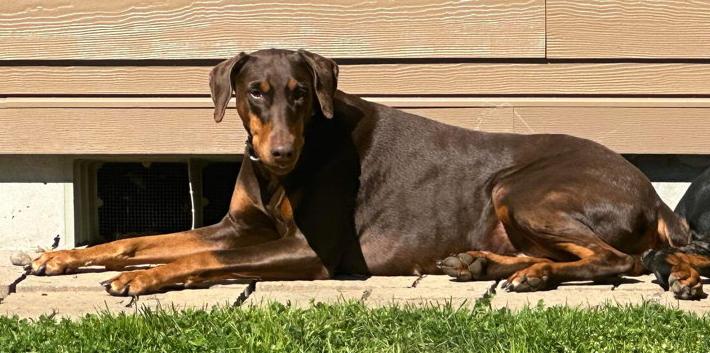 Enlarge Rose, a Adopted Doberman Pinscher in Bothell, WA image 3/3