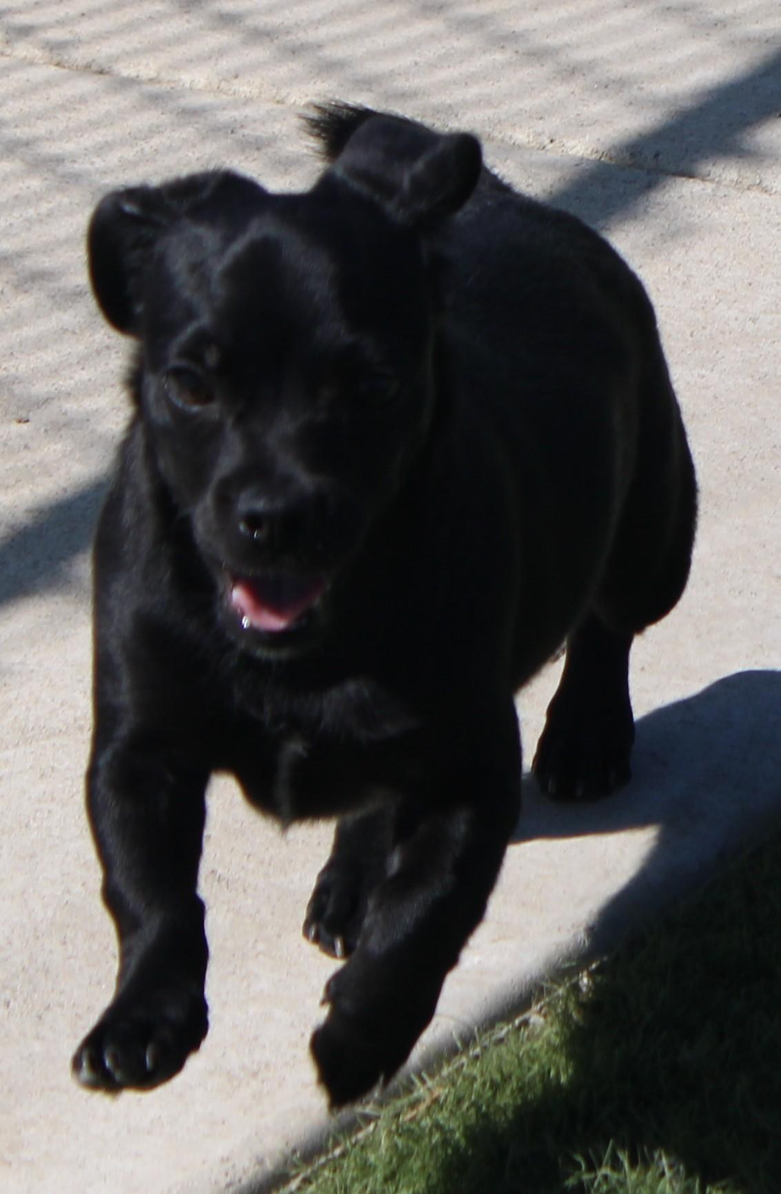 PIXIE (Available Sept 8), an adopted mixed breed in Wasco, CA image 3/6