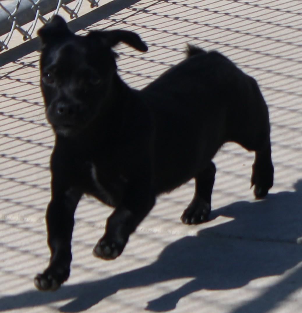 PIXIE (Available Sept 8), an adopted mixed breed in Wasco, CA image 5/6